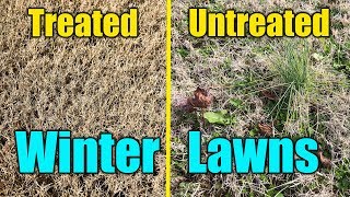 Winter Lawn Weeds and PreEmergent [upl. by Cavuoto]