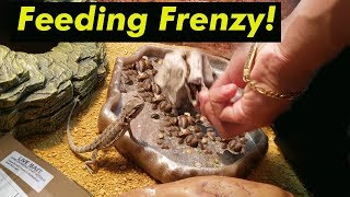 Unboxing 200 Dubia Roaches For My HUNGRY Bearded Dragon Baby Feeding Frenzy [upl. by Williamson]