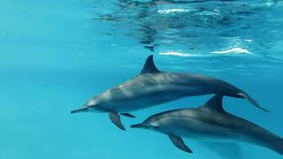 Mesmerizing Dolphin Playtime An Underwater Delight [upl. by Mal]