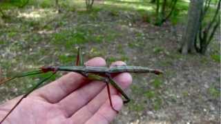 Cool Facts About Stick Insects a weird moovie [upl. by Tiebout]