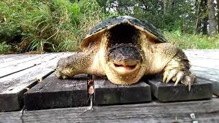 Encounter with a giant aggressive snapping turtle today [upl. by Lorien]