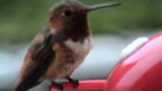 Allens Hummingbird Not Intimidated by Fanning Tail Feathers [upl. by Otreblada]