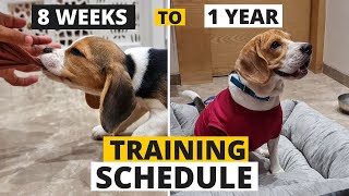 Complete Beagle Puppy Training Schedule by Age [upl. by Janith]