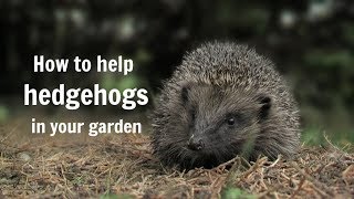 The Wildlife Garden Project  How to help hedgehogs in your garden [upl. by Mastat381]