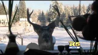 Deer Poachers Arrested Washington Game Wardens [upl. by Dnomse]