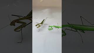 I Witnessed a PRAYING MANTIS Abuse Another mantis insects animals [upl. by Kassandra701]