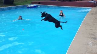 Pitbull slow motion leap into pool Graceful [upl. by Toshiko]