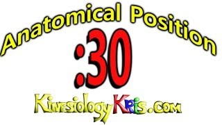 Anatomical Posistion → Anatomical Position Explained in 30 seconds  By Kinesiology Kris [upl. by Adelina875]