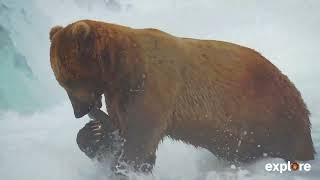 An Appetite for Abundance  How Hungry Are Brown Bears [upl. by Ydnar620]