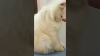 Miss Maggie ky sath fuzail ki gupshup dailyvlog cat persiancatfood catie [upl. by Rinee]