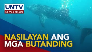 4 na dambuhalang butanding muling nasilayan sa Donsol Sorsogon [upl. by Falzetta]