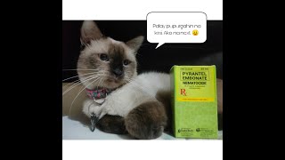 HOW TO DEWORM YOUR CAT AT HOME  MILKY AND FRIENDS EDITION [upl. by Dumanian297]