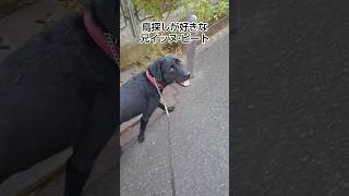 お散歩中の鳥探しイベントにウキウキするイッヌ ラブラドールレトリバー ラブラドール labrador [upl. by Luas895]