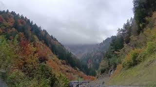 Foliage cloudy Valle Cadore Veneto Italy 221024 cloudy autumn colour foliage beech [upl. by Rollin]