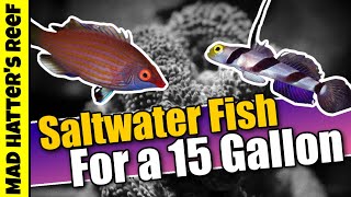 Top 10 Saltwater Fish For a 15 Gallon Aquarium [upl. by Rodman]