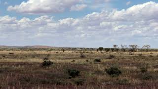 Emu Running in the Australian Outback [upl. by Lanod]