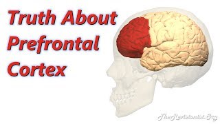 Functions of the Prefrontal Cortex Planning Self Control Language [upl. by Inohtna]