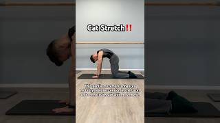 Cat Stretchcatstretching spinemobility pilatesforbeginners [upl. by Ella]