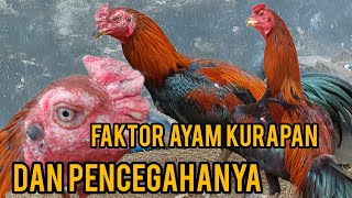 FAKTOR AYAM KURAPAN DAN PENCEGAHANYA [upl. by Benedetta790]