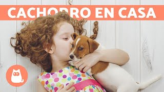 ¿Cómo RECIBIR A UN CACHORRO en casa 🧡 Preparación del HOGAR [upl. by Genni]