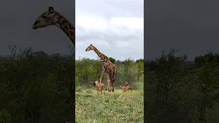 Giraffe vs lion animals wildlife youtubeshorts wildlifebattle [upl. by Herrera]