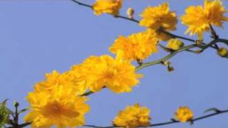 Kerria japonica Pleniflora flower time lapse [upl. by Stephenson]