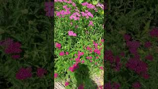 Herb Garden 🌿 60 Second Roundup herbs [upl. by Cosme]