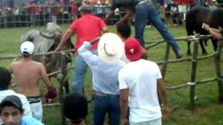 toros de tlacotalpan 2012 [upl. by Sacrod72]