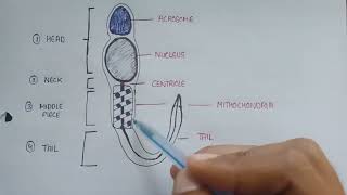 Structure of sperm in English  parts of sperm  labelled diagram of sperm  sperm structure [upl. by Allenod]