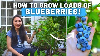 How to grow blueberries the easy way PH testing soil repotting our fav varieties to grow [upl. by Buke]