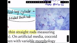 16Mycobacteria amp Spirochaetes part 1 [upl. by Klarika]