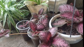 How to propagate Episcia Plant [upl. by Saberhagen899]