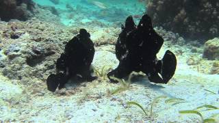 Giant Frogfish [upl. by Seedman]