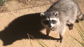 Raccoons Freeze  Caught Crossing Front Yard in Middle of the Night [upl. by Noloc181]