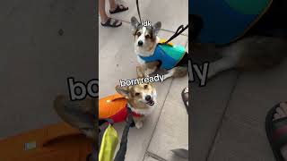 Corgis go kayaking part 1 [upl. by Ethelbert226]