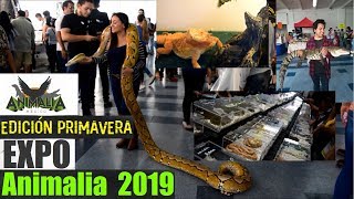 Expo Animalia 2019  Edición Primavera Centro de convenciones Tlatelolco CDMX [upl. by Ledif232]