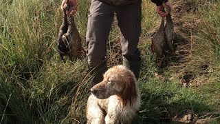 Chasse au petit gibier 202324 faisans lièvres canards  perdreaux [upl. by Malley250]