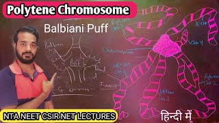 Polytene Chromosome  Structure and function of Polytene Chromosome  Balbiani ring and puff  NEET [upl. by Chadburn]