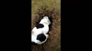 Fox Terrier hembra de 4 años cazando una nutria en el río [upl. by Notnyw]