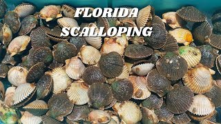 This was AWESOME  Florida Scalloping at its BEST [upl. by Slifka]