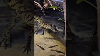 Baby Crocodile Enjoying the Warm Water this Morning share shorts trending crocodile subscribe [upl. by Mauceri]