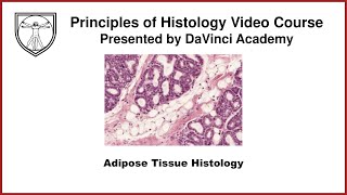 Adipose Tissue Histology [upl. by Llewon966]