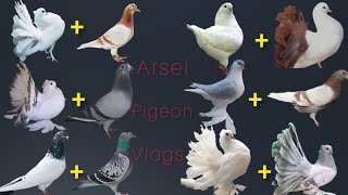 pigeon breeding cross result pigeon [upl. by Cornwell]