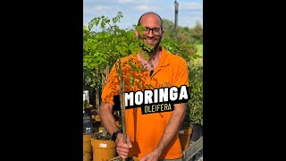 Moringa oleifera benefici e cura della Pianta dei Miracoli [upl. by Shina588]