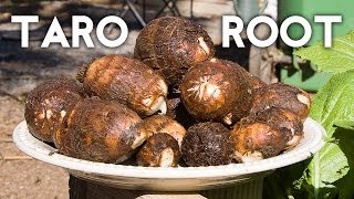 Growing Taro Root Plant  Tips amp Harvest [upl. by Anar]