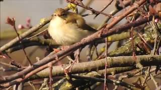 Pitulice mica cantand Chiffchaff singing [upl. by Smiga]