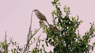 CHALKBROWED MOCKINGBIRD Couple sing Breeding season MIMUS SATURNINUS SABIÁDOCAMPO Wildlife [upl. by Annaehs605]