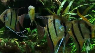 Pterophyllum scalare rio Nanay [upl. by Mollie]