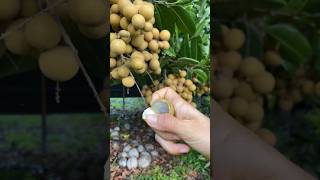 Best longans peeling fruit satisfying durian yummy food fruitworld usa fruitsworld [upl. by Iznekcam]