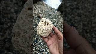 BRAIN CORAL FOSSIL shortvideo braincoral fossil [upl. by Audwen206]